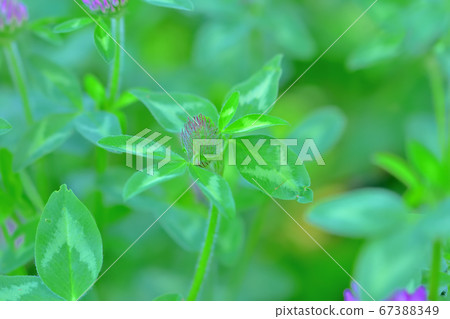 Purple clover Japanese name Red clover 67388349