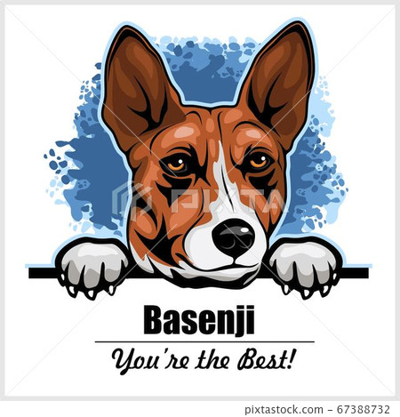 Basenji - Peeking Dogs - breed face head isolated on white Basenji - Peeking Dogs - breed face head isolated on white 67388732