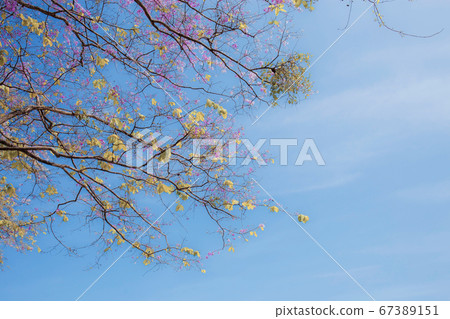 Tabaek flower in autumn. Tabaek flower in autumn. 67389151