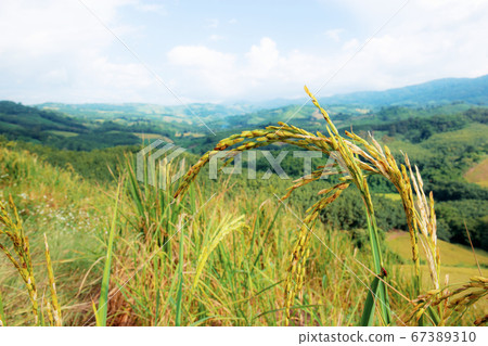 Ears of rice on hill. 67389310