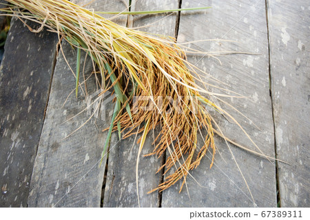 Ears of rice harvested on wood. Ears of rice harvested on wood. 67389311