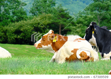 Asama Kogen Farm Ranch Scenery 67389509