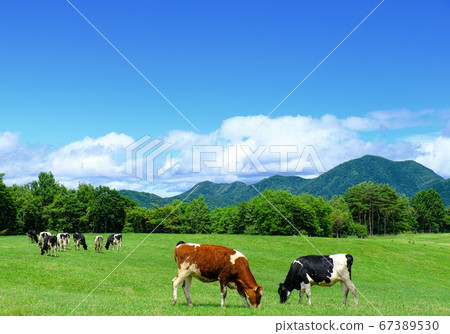 淺間高原農場牧場風景 67389530