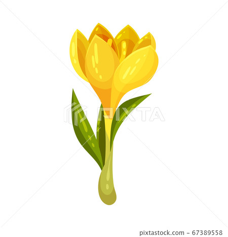 Yellow Crocus Flower on Stalk Isolated on White Background Vector Illustration 67389558