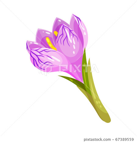 Crocus Sativus or Saffron Crocus Purple Flower on Green Stalk Vector Illustration Crocus Sativus or Saffron Crocus Purple Flower on Green Stalk Vector Illustration 67389559
