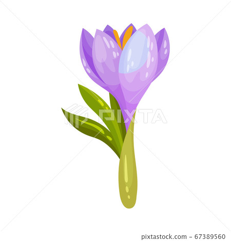 Crocus Sativus or Saffron Crocus Purple Flower on Green Stalk Vector Illustration Crocus Sativus or Saffron Crocus Purple Flower on Green Stalk Vector Illustration 67389560