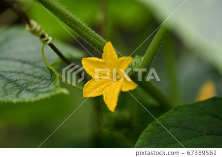 黃瓜花和莖 黃瓜花和莖 67389561