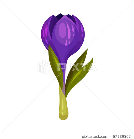 Crocus Sativus or Saffron Crocus Purple Flower on Green Stalk Vector Illustration Crocus Sativus or Saffron Crocus Purple Flower on Green Stalk Vector Illustration 67389562