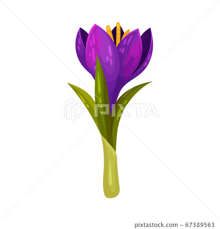 Crocus Sativus or Saffron Crocus Purple Flower on Green Stalk Vector Illustration Crocus Sativus or Saffron Crocus Purple Flower on Green Stalk Vector Illustration 67389563