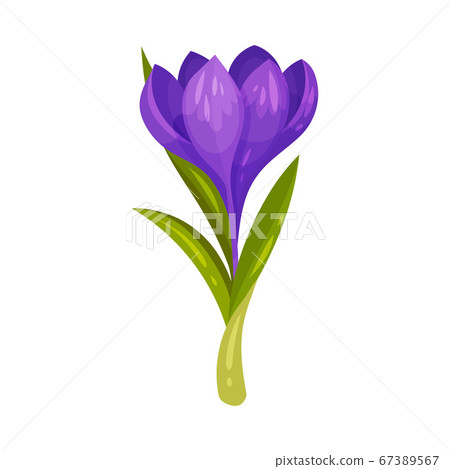 Crocus Sativus or Saffron Crocus Purple Flower on Green Stalk Vector Illustration 67389567