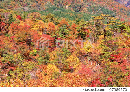 Naruko Township of autumn leaves Naruko Township of autumn leaves 67389570
