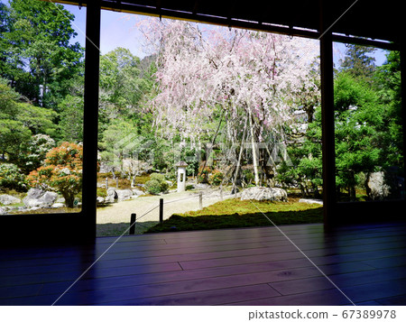 大津市坂本市垂枝櫻花 大津市坂本市垂枝櫻花 67389978