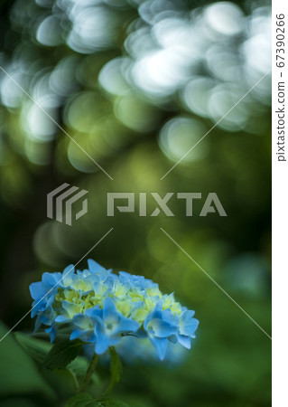 Hydrangea Temple Nagaoyama Myorakuji Hydrangea Temple Nagaoyama Myorakuji 67390266