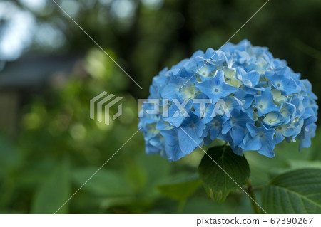 Hydrangea Temple Nagaoyama Myorakuji Hydrangea Temple Nagaoyama Myorakuji 67390267