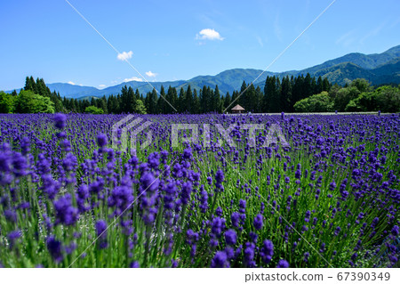 秋田縣三鄉町清新的薰衣草花園 67390349