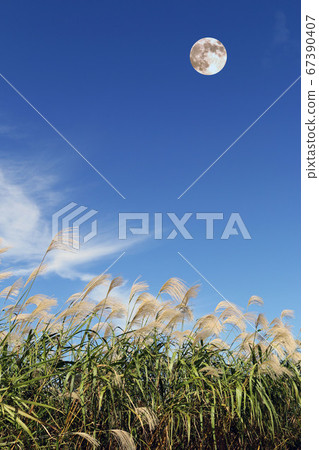 Full moon and Japanese pampas grass floating in the blue sky 67390407