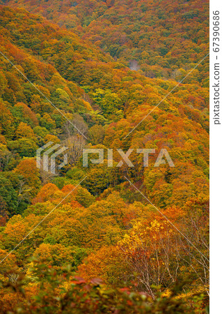 秋葉 秋葉 67390686