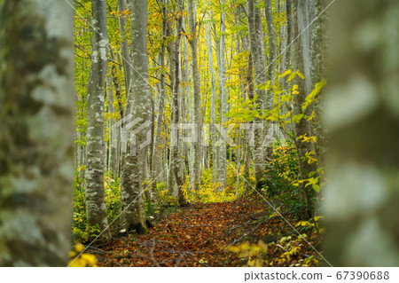 黃葉山毛櫸森林 67390688