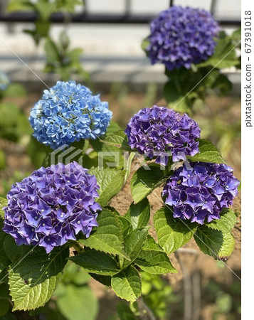 Blue and purple hydrangea Blue and purple hydrangea 67391018