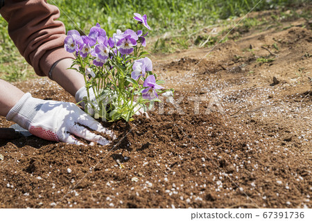 Gardening concept- gardening tools and flowers in the garden 107 67391736