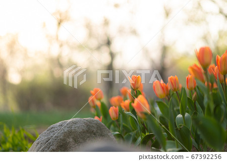 Spring flowers concept, beautiful nature scene with blooming tree 076 Spring flowers concept, beautiful nature scene with blooming tree 076 67392256