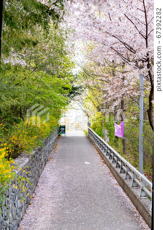 Spring flowers concept, beautiful nature scene with blooming tree 086 Spring flowers concept, beautiful nature scene with blooming tree 086 67392282