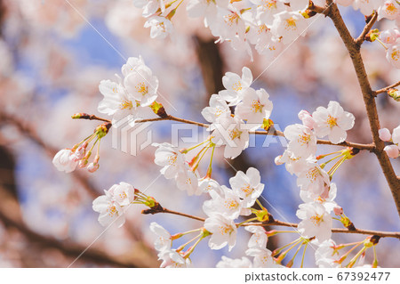 Spring flowers concept, beautiful nature scene with blooming tree 079 Spring flowers concept, beautiful nature scene with blooming tree 079 67392477
