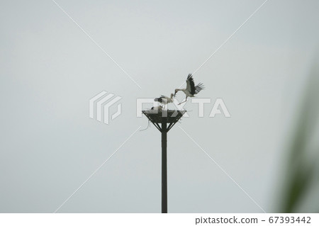 Watarase水庫的鸛，“ Hikaruuta Uta”，鳥，Ciconia boyciana 67393442