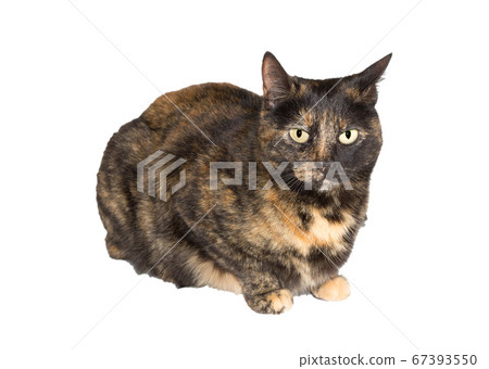 Carey cat over white background looking at the camera 67393550