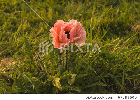 Beautiful pink poppy blooming in the garden  67393609