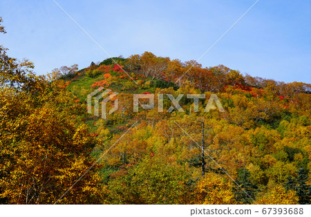 Hokkaido Ginsendai Autumn leaves Hokkaido Ginsendai Autumn leaves 67393688