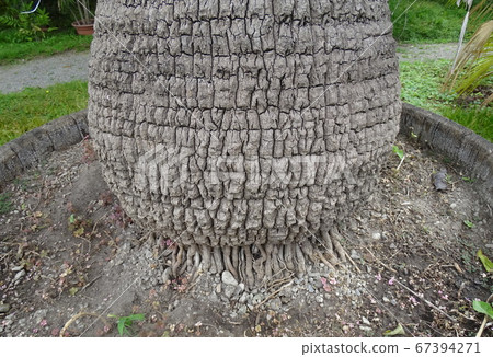 Livingstona chinensis, plant, palm tree, Zagreb, Livingstona chinensis, plant, palm tree, Zagreb, 67394271
