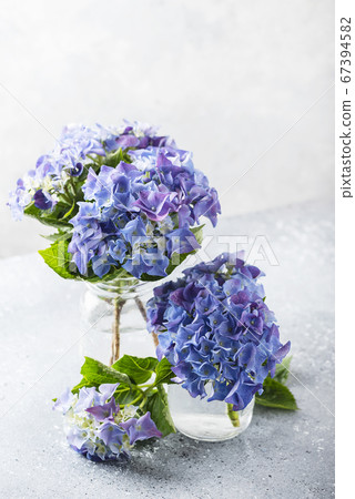 Amazing blue hydrangea flowers Amazing blue hydrangea flowers 67394582