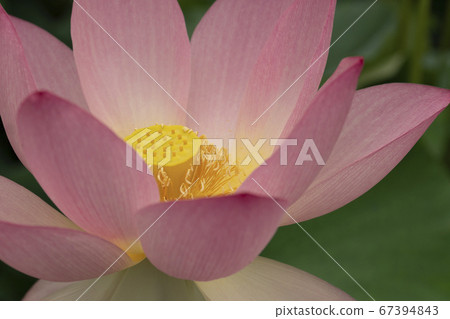 蓮花 蓮花 67394843