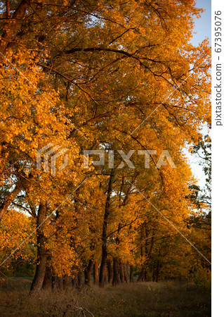 yellow trees forest autumn season fallen leaves yellow trees forest autumn season fallen leaves 67395076