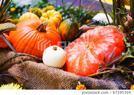 [Autumn image] Halloween pumpkin 67395304