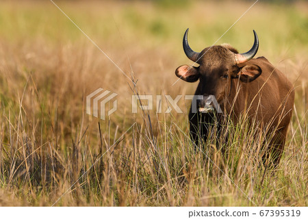 Gaur or Indian Bison or bos gaurus a Vulnerable animal portrait from central india forest Gaur or Indian Bison or bos gaurus a Vulnerable animal portrait from central india forest 67395319