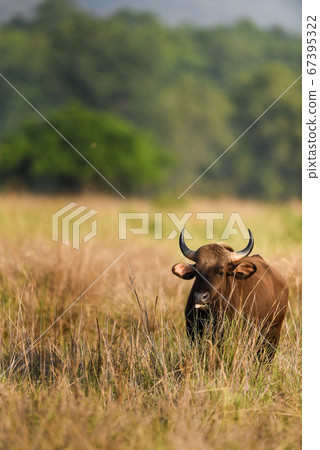 Gaur or Indian Bison or bos gaurus a Vulnerable animal portrait from central india forest Gaur or Indian Bison or bos gaurus a Vulnerable animal portrait from central india forest 67395322