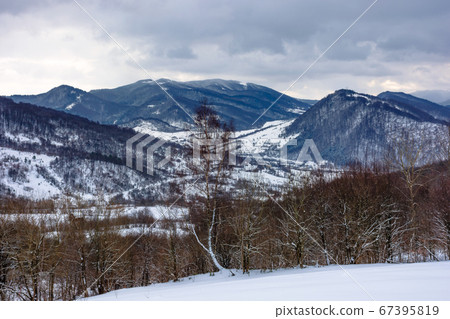 cloudy winter morning in mountains. tree on snow 67395819