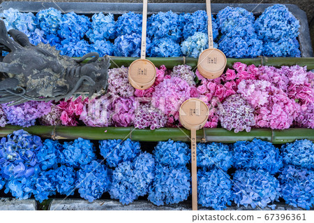 Hydrangea Hydrangea Week Hydrangea Hydrangea Week 67396361