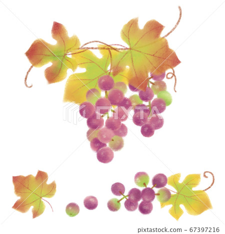 Grape hand drawn illustration / Autumn taste / Pastel 67397216