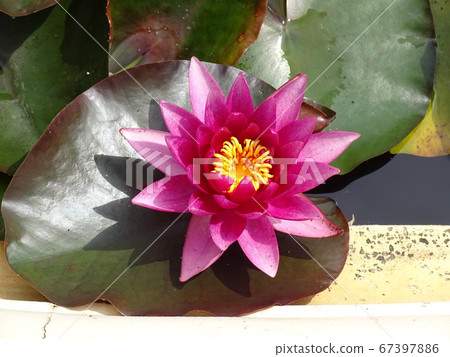 Nymphea, water flower, garden in Zagreb, Croatia Nymphea, water flower, garden in Zagreb, Croatia 67397886