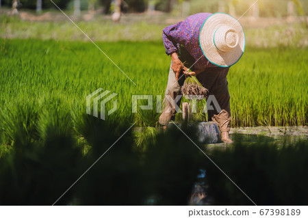.Farmers work in rice fields, prepare seedlings 67398189