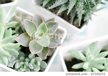 Closeup succulent plant in pot for decoration with 67399252