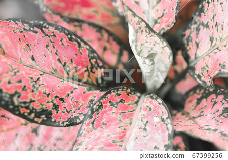 Fresh red arrowhead vine plant (Syngonium 67399256