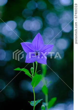 風鈴草 67400319