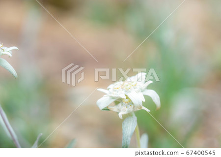 Edelweiss light snow grass [Nagano Prefecture] 67400545