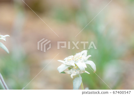 Edelweiss light snow grass [Nagano Prefecture] 67400547