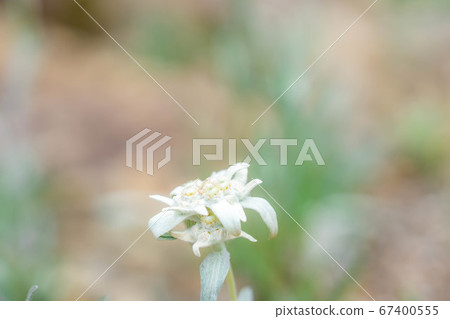 Edelweiss light snow grass [Nagano Prefecture] 67400555