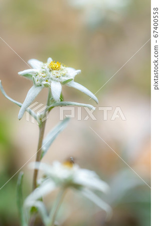 Edelweiss light snow grass [Nagano Prefecture] 67400558